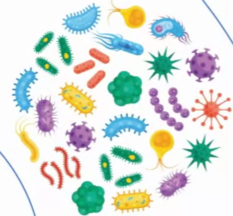 Amylase,  1L